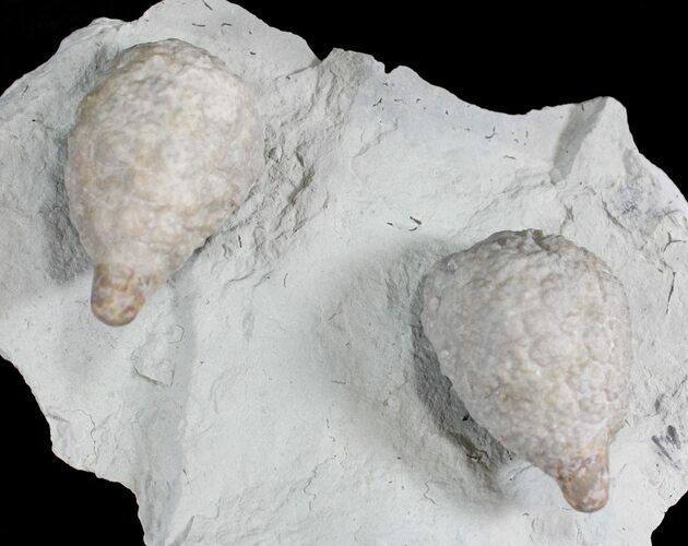 D Cystoid (Holocystites) Fossil - Indiana #25135